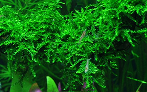 Tropica 1-2-GROW! Trauermoos/Vesicularia ferriei 'Weeping'