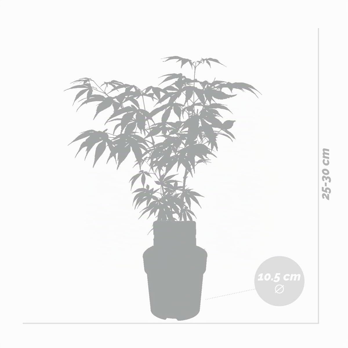 Bloomique - Set di 4 - Acer Palmatum Atropurpureum - Foglia Rossa - Acero Giapponese - Resistente al Freddo - Pianta da Giardino - Alte 25-40 cm - Vaso 10,5 cm