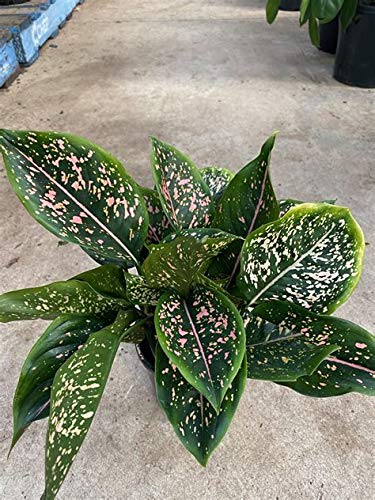 Mphmi Aglaonema Pink Dalmatian - Plant