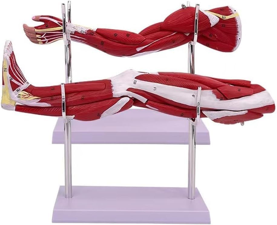 Modèle de bras musculaire anatomique et jambe avec structure neurovasculaire