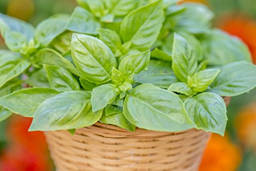 Burpee 55370A Pesto Party Basil Seeds #TOP2