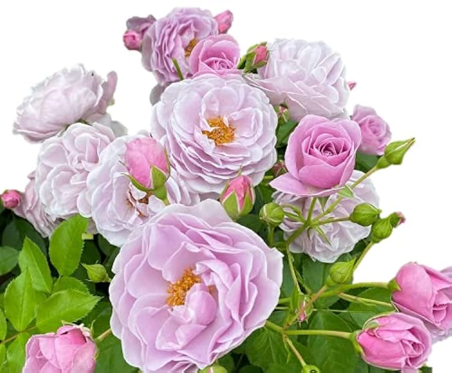 ROSEページ Sakura Miku Cherry Blossom Mary Janes - White – KOI footwear