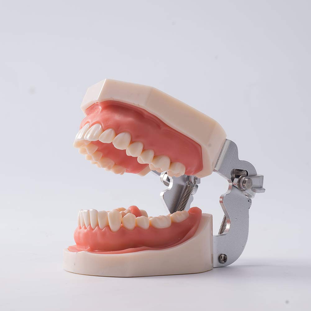 Amazon.co.jp: SNAWOP 歯科用タイポドントモデル 取り外し可能な歯 歯