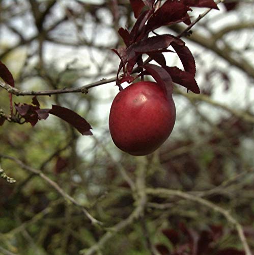 Großfrüchtige Blutpflaume 60-80cm - Prunus Trailblazer - lebende Gartenpflanze aus den Baumschulen