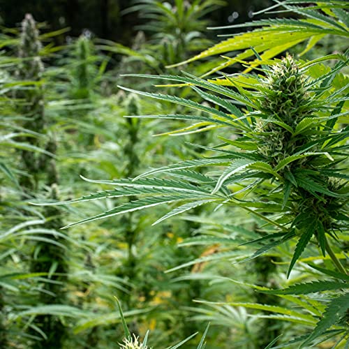 Matt Brogan on 420 - A Farmer's Surprising Perspective