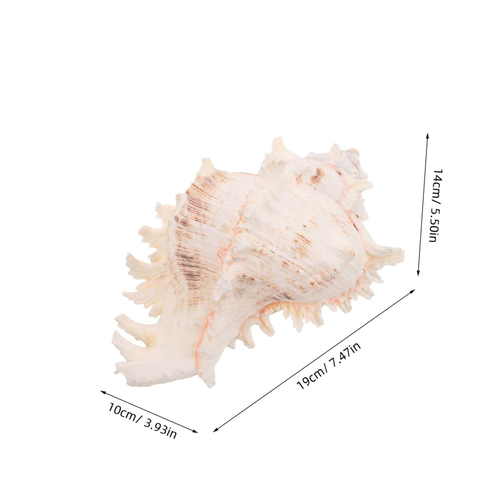 ABOOFAN Conchiglie Naturali Beige in Conch per Decorazioni Versatili da Vase Filler, Perfette per Centrotavola Matrimonio a Tema Spiaggia e Arredamento