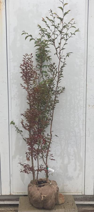 良品。ヒメシャラ株立ち1.8M(鉢底から)品番K 良品。ヒメシャラ株立ち