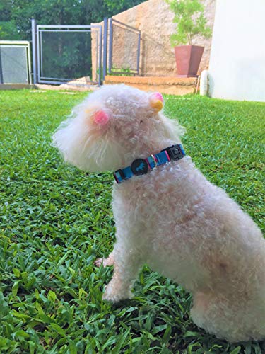 Peitoral Antipuxão + Coleira + Guia Piazza Para Cachorros Grande Porte Tam G