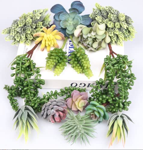 Opiniones y reviews de Plantas suculentas precio los más recomendados. 18 Imagen adicional