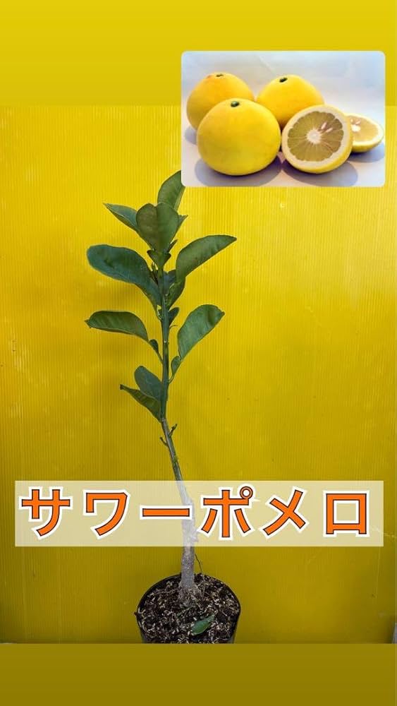 （数量限定）訳ありサワーポメロ 混合サイズ 2箱満杯詰 訳ありサワーポメロ（大橘） 約10kg 混合サイズ 商品詳細