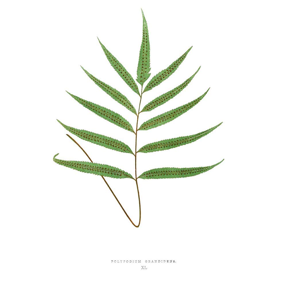 Wee Blue Coo Fern Polypodium Grandidens Art Print Poster Wall Decor 12X16 Inch