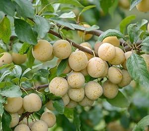 Bellamira Mirabelle Buschbaum (120-140cm)