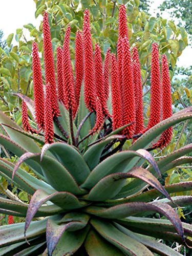 dm bio aloe vera saft Bio Aloe Vera Saft (1 Liter) mit 1.200mg Aloverose von amaiva