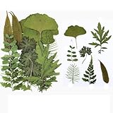 Blausky 2 Packung ca.42 Stück Grüne getrocknete Blätter Herbarium-Set,Deko Getrocknete Blumen...