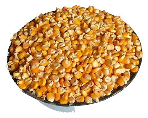 Grocery Connect Pop Corn Kernels | Popcorn Kernels | Unpoped Corn | Original Makkai Seeds (1.8 kg)-picture-10