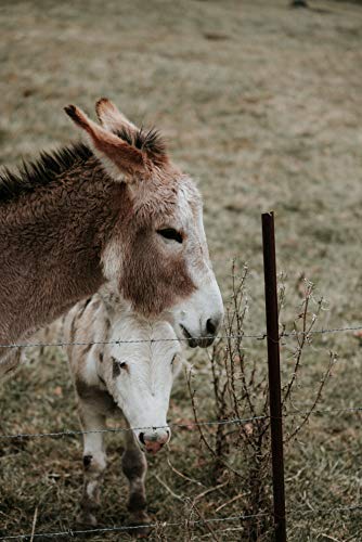 Saracen Donkey Diet - 20 kg - Image 6