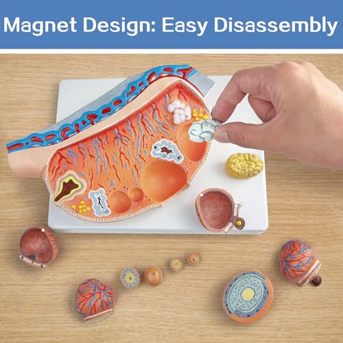 Image of EVOTECH SCIENTIFIC Human Ovary Anatomical Model, 13 Parts Female Ovarian Structure Anatomy and Follicular Development Model for Medical Teaching Learning Research Education Display