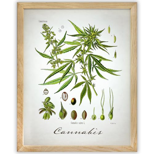 Cannabis Illustration 11x14 Framed Print â€“ Ready to Hang Vintage Botanical Weed Wall Art, Marijuana Plant Design for Dispensary, Studio, or Home DÃ©cor