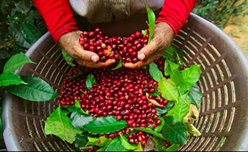 2 Pounds, Whole Bean Coffee, Premium Select From Rhoadsroast Coffees (Costa Rica Shb Ep Tarrazu La Pastora Coffee Beans, 2 Pounds Light Roast) #TOP7