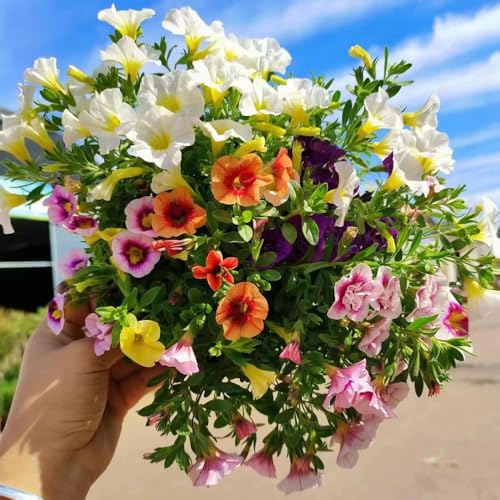200 pcs zauberglöckchen samen kaufen - blumenbeet, steingartenpflanzen winterhart (Calibrachoa elegans) gartensamen, pflanzen samen pflanzen samen indoor, stauden winterhart blumenwiese, 200 pcs zauberglöckchen samen kaufen - blumenbeet, steingartenpflanzen winterhart (Calibrachoa elegans) gartensamen, pflanzen samen pflanzen samen indoor, stauden winterhart blumenwiese,