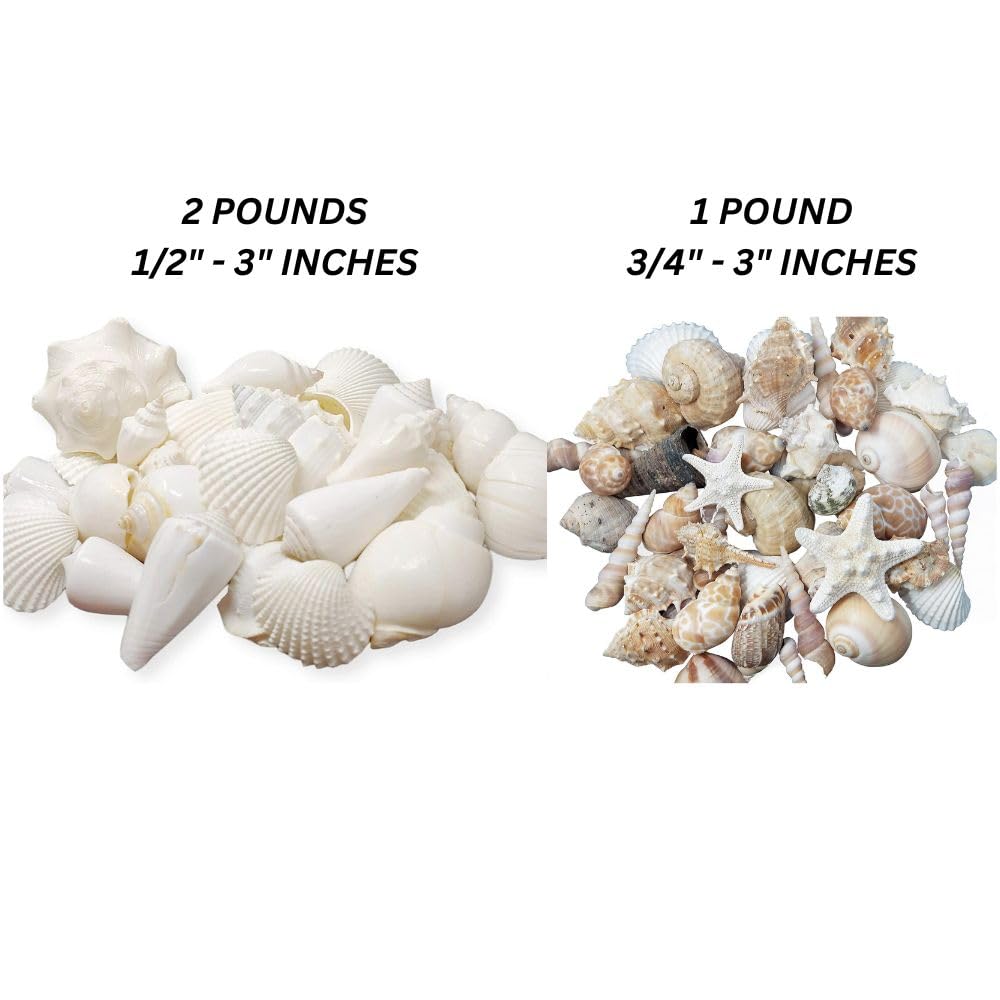 Tumbler Home Seashells Mix of Whites & Shells in Whites, Tans & Pinks, Perfect for Crafts, Decor, Weddings & Vase Filler - Image 2