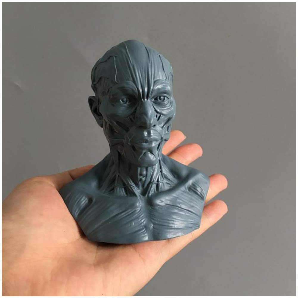 Modelo De Cráneo Médico - Estatua De Hueso Muscular De Cabeza De Cráneo Artesanal De Resina - Estatua Humana Modelo De Cráneo De Tamaño Mini 1: 3 - Para Estatua De Decoración De Enseñanza De Arte Méd