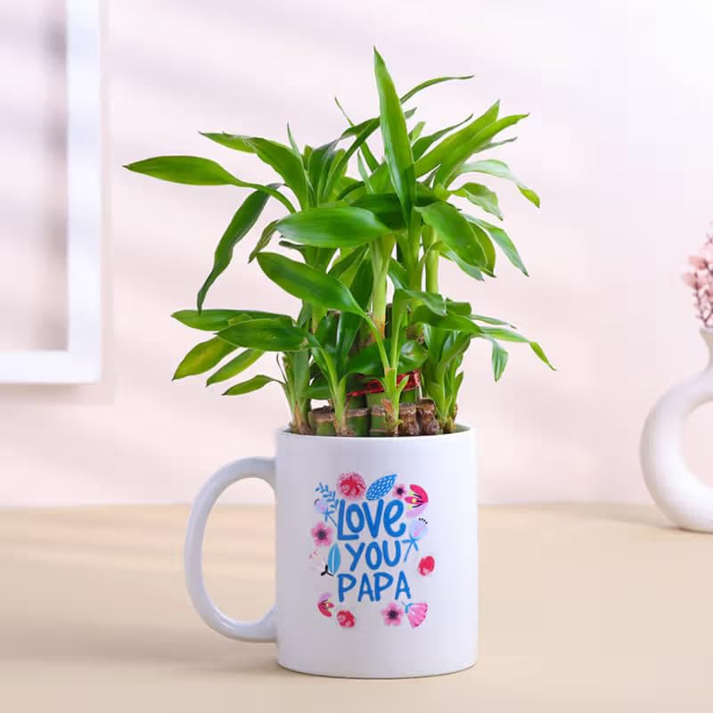 FlowerAura Live Indoor 2-Layer Lucky Bamboo Plant In Mug & Buddha Idol For Living Room, Balcony, Table Decor, Office & Home Decor | Air-Purify Indoor Greenery | Fathers Day For Dad (Same Day Delivery)