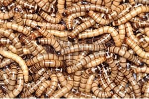 Live Garden Worms: 100 Animal Specialties Brand Superworms