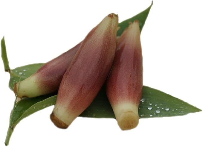 Amazon Co Jp 山菜 ミョウガ苗 3 5寸ポット Diy 工具 ガーデン