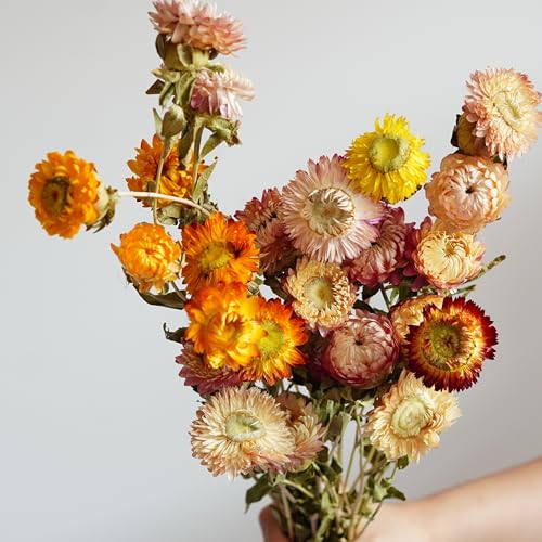 Tallos de flor seca Strawflower para decoración miniatura 2