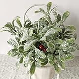 Zoom IMG-2 herzone 2 rami di vischio Zoom IMG-2 herzone 2 rami di vischio