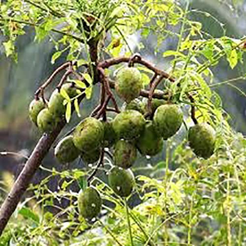 High Yield Rare Spondias Mangifera Indian Hog Plum/Ambazham Medicinal