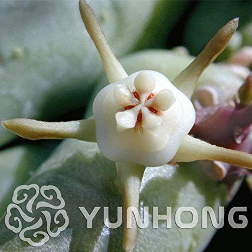 Bloom Green Co. 100 Pieces/Bag Duvalia Elegans Bonsai Crab Cactus Sementes Potted Balcony Planting DIY for Home & Garden: 6