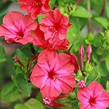 Outsidepride Red Four O'clock Flower Seeds - 1/4 lb Perennial Fragrant, Trumpet-Shaped Blooms, Deer-Proof & Easy to Grow, for Pollinator & Evening Gardens, Containers, Hedges, or Borders