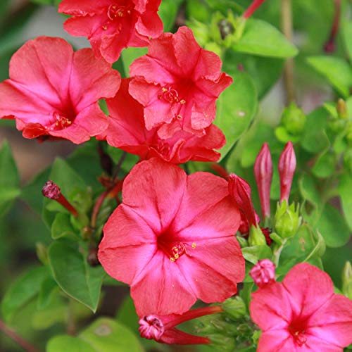 Outsidepride Red Four O'clock Flower Seeds - 1 lb Perennial
