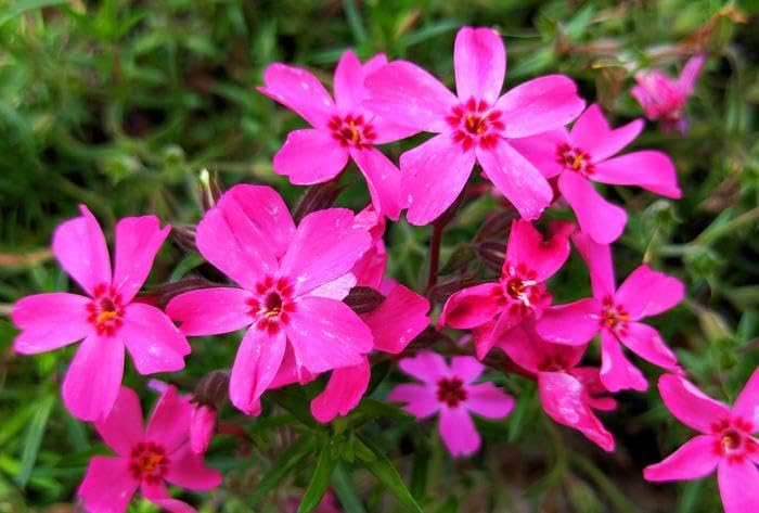 Pilestone Ground-Cover Plant – Creeping Phlox/Moss Phlox (Phlox subulata) Red – Live Perennial in 4" Pot – Low Spreading Spring Bloom Carpet – Hardy Garden & Landscape