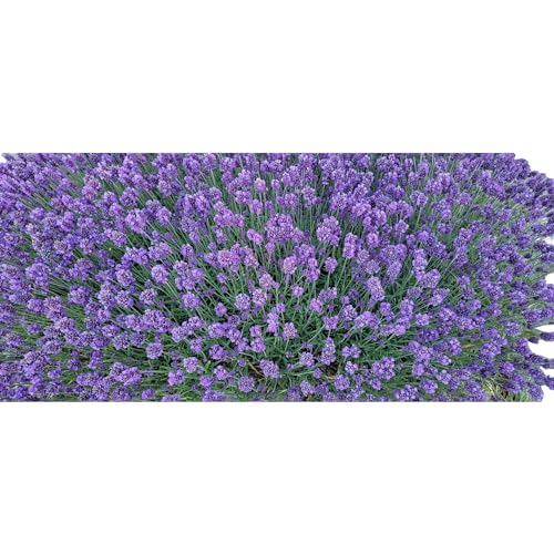 Brote de flor de lavanda a granel 113 g miniatura 4