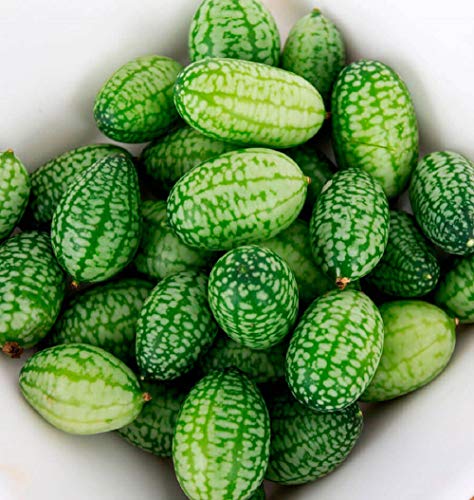 Professional Grade Cucamelon Zehneria Scabra Cucumber hint of Lime Mouse Melon Fresh Seed 20 BN