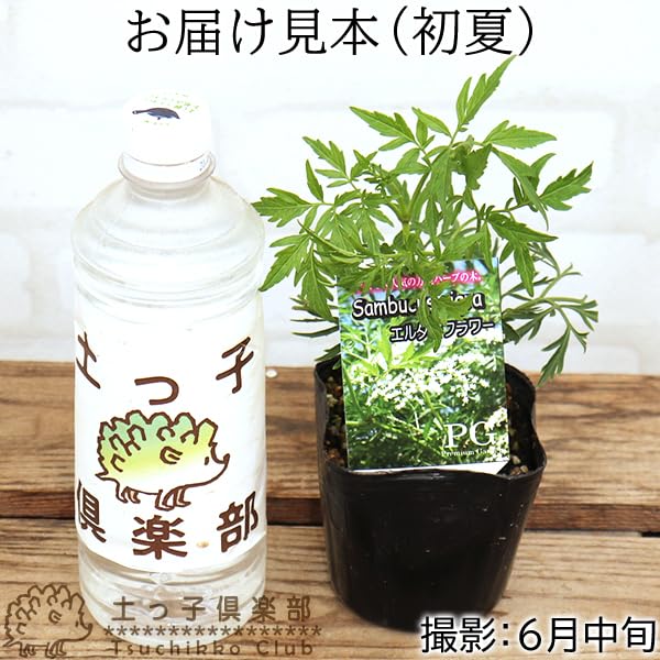 Amazon.co.jp: エルダーフラワー（西洋ニワトコ） (エルダーフラワー