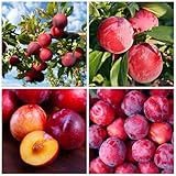 Plum Fruit Tree Seeds for Planting - 5 Seeds Plum Tree Seeds Non GMO & Heirloom Seeds, Popular Outdoor Tree or Bonsai Great Home Garden Gift
