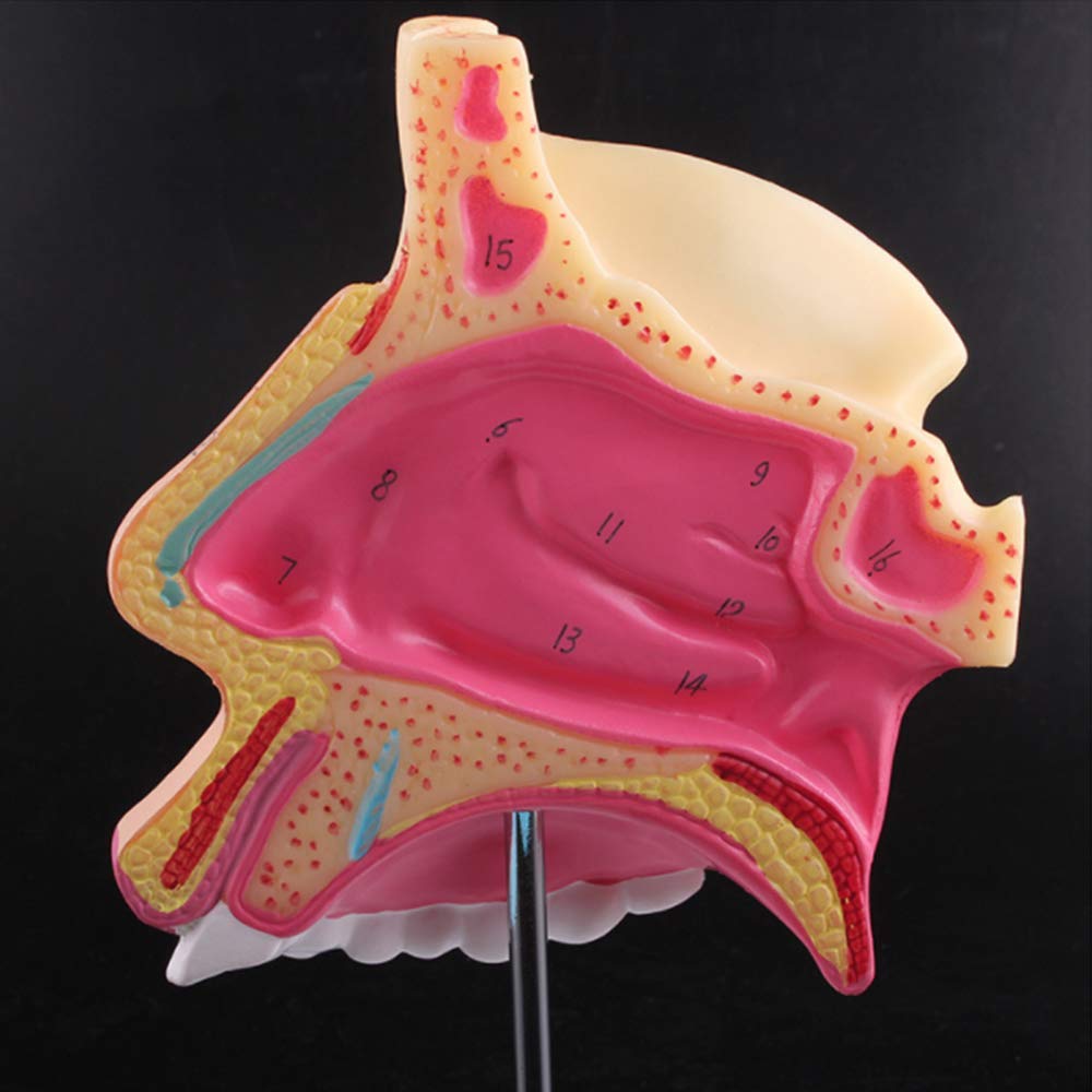 Il modello anatomico della cavità nasale umana allarga la struttura dell'otorinolaringoiatria del naso dello strumento del modello di insegnamento della biologia per lo strumento di presentazione