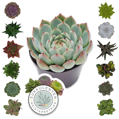Pasiora Sukkulenten Mix im 6cm Topf, verschiedene kleine Pflanzen, Geschenkset (12 Stück)