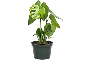 American Plant Exchange Monstera Deliciosa Split Leaf