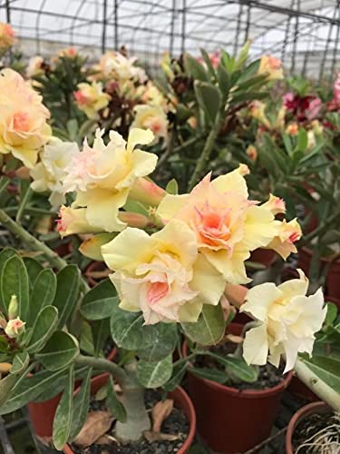 Royal Paradise Garden Rare Desert Rose Adenium 10 Seeds Pack - Variety: ADM97 (B09MVHCLWW) Amazon Price History, Amazon Price Tracker