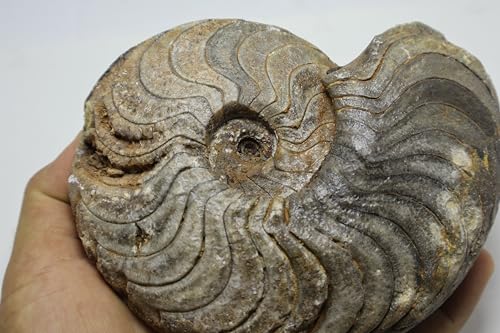 Image of Ammonite Fossil Fossils Fossils from Morocco Fossil Rock Ammonites Fossil A300
