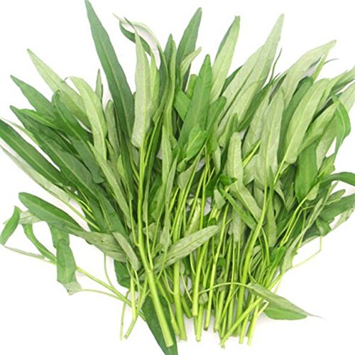 KOLKATA ORCHID ONLINE High Yield Hybrid Seeds - KOLMI SHAK (Water Spinach) 50 SEEDS FRESH