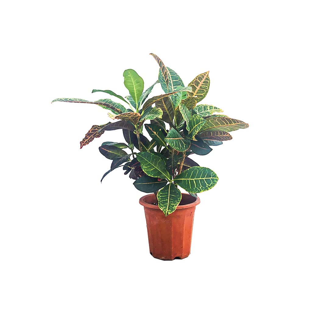 Fresh/Live Croton Plants - Vibrant and Easy-to-Grow Indoor/Outdoor Plants for Home or Office Decor (50-60 cm)