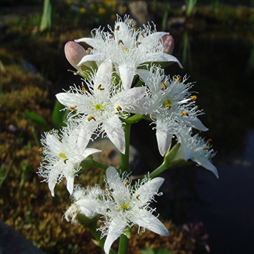 4 x Menyanthes Trifoliata Early Bird Season Deals Live Water Plant Aquatic Pond Lake Marginal