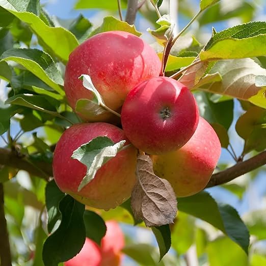 Kashmir Apple hybrid Sweet & healthy grafted fruit plant pack of 1 (B0CV184M48) Amazon Price History, Amazon Price Tracker