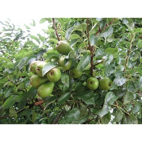 Tree Seeds Online - Pyrus Communis Conference Pear. 25 Seed - 1 Packs Cover